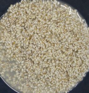 Soaked Barley